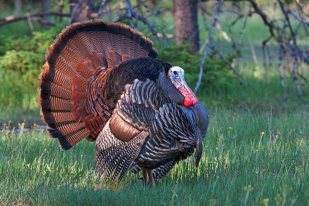 Wild Turkey art print by Jim Cumming for $57.95 CAD