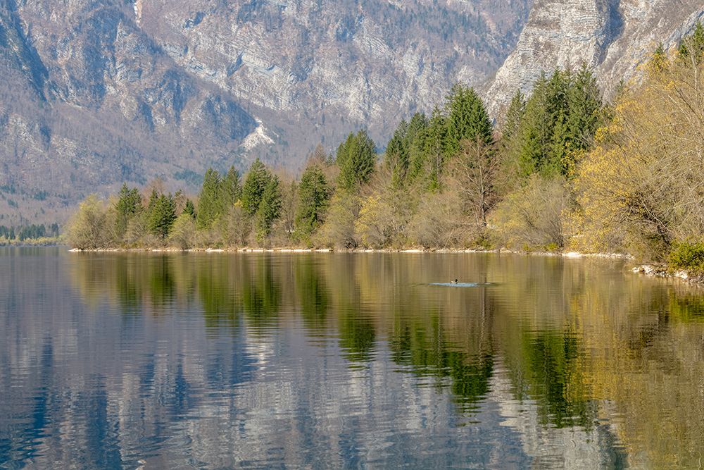 Lake Bohinj Treeline Reflection art print by Richard Silver for $57.95 CAD