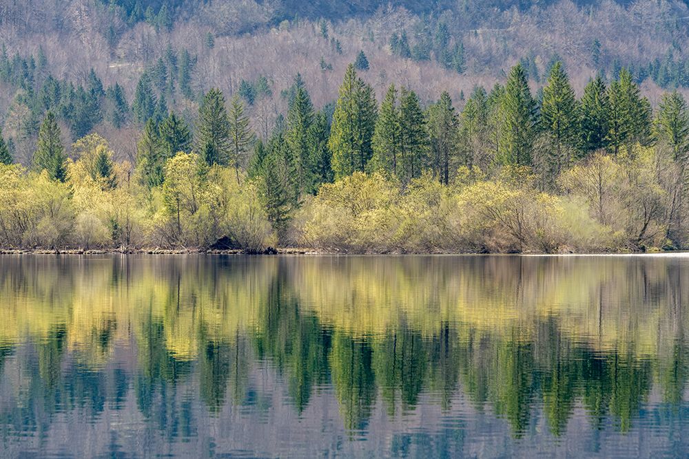 Lake Bohinj Autumn Treeline art print by Richard Silver for $57.95 CAD