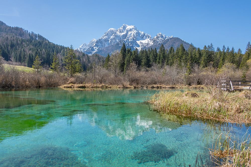 Zelenci Nature Reserve Spring I art print by Richard Silver for $57.95 CAD
