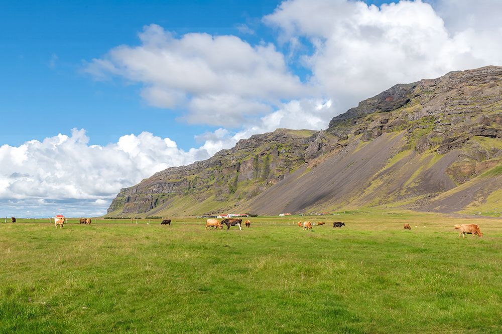 Icelandic Horses Below Basalt Cliffs art print by Richard Silver for $57.95 CAD