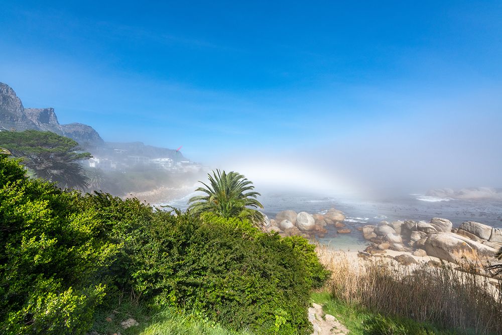 Cape Town Coastal Fogbow with Palm art print by Richard Silver for $57.95 CAD