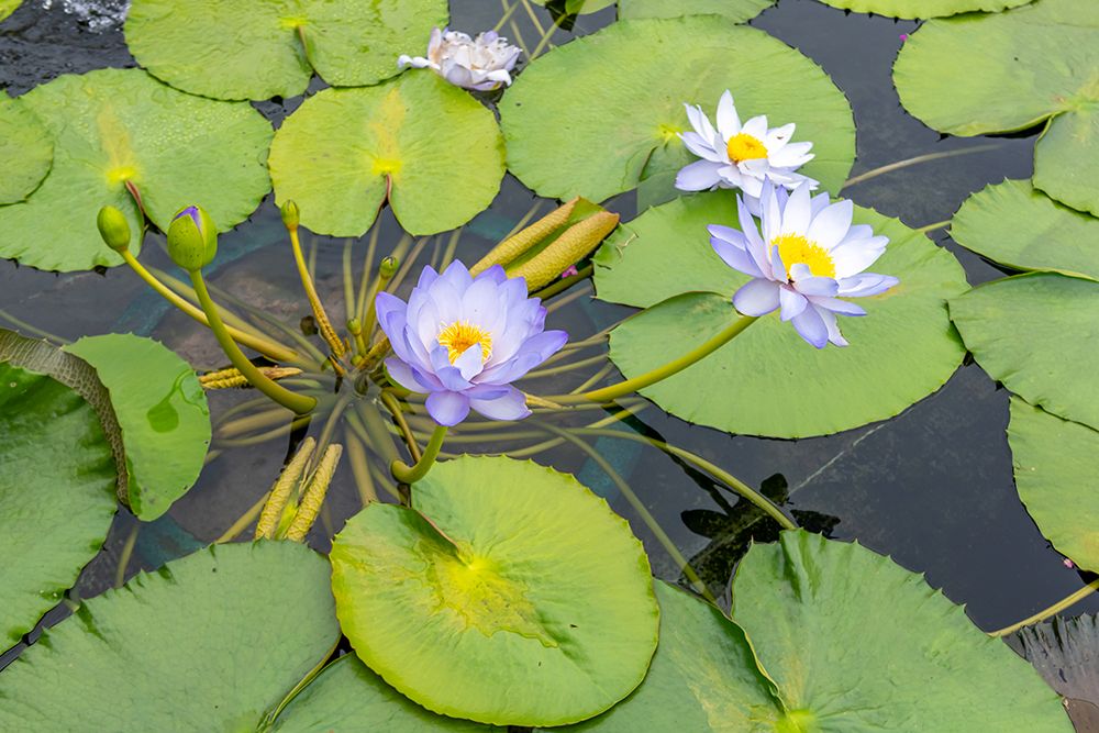 Nan Lian Garden Hong Kong Water Lilies art print by Richard Silver for $57.95 CAD