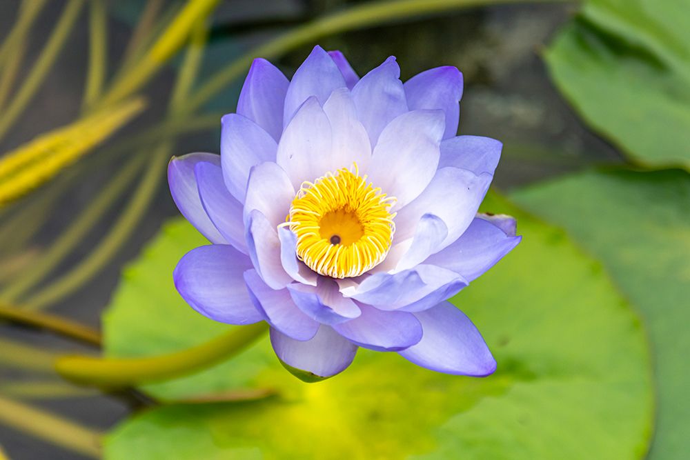 Hong Kong Purple Water Lily Close Up art print by Richard Silver for $57.95 CAD