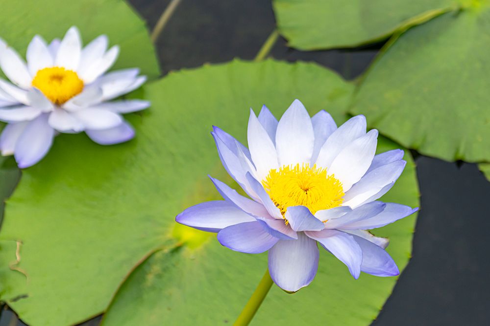 Hong Kong Two Water Lily Blooms art print by Richard Silver for $57.95 CAD