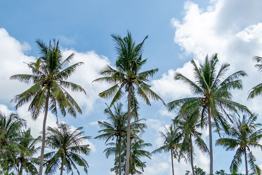 Coconut Palm Trees Against Blue Sky, Philippines, Southeast Asia art print by Richard Silver for $57.95 CAD