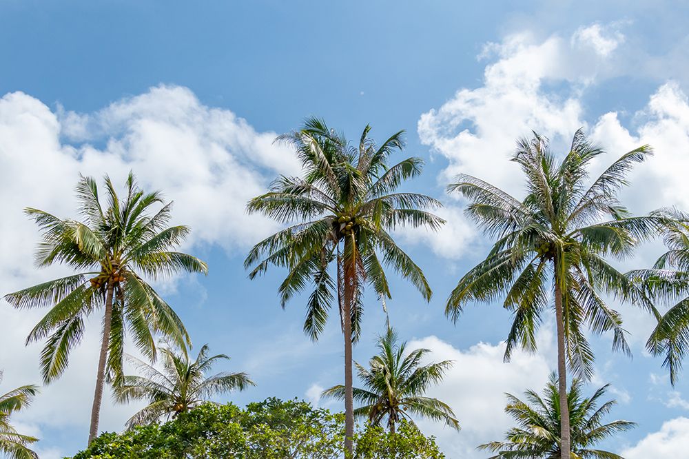 Tropical Coconut Palms and Clouds, Philippines, Southeast Asia art print by Richard Silver for $57.95 CAD