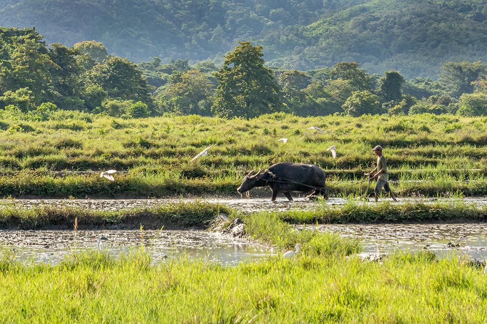 Farmer with Water Buffalo in Rice Paddy, Philippines art print by Richard Silver for $57.95 CAD