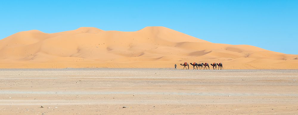 Camel Caravan Crossing Sahara Desert Dunes, Morocco art print by Richard Silver for $57.95 CAD