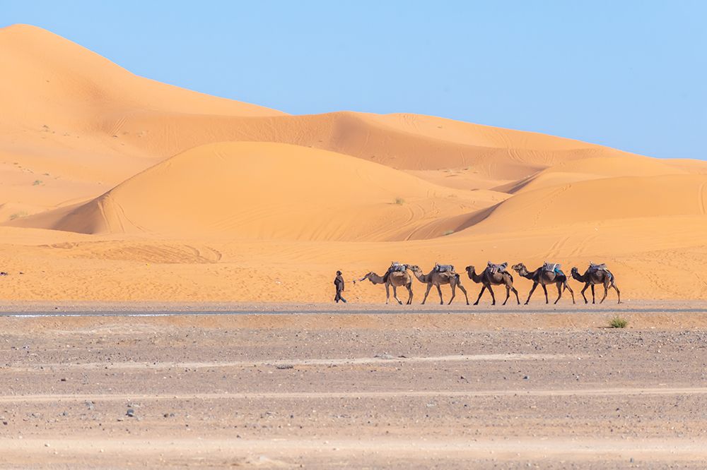 Camel Caravan Guide Leading Camels, Sahara Desert, Morocco art print by Richard Silver for $57.95 CAD