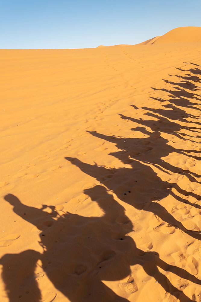 Camel Caravan Shadows on Sand Dunes, Sahara Desert, Morocco art print by Richard Silver for $57.95 CAD