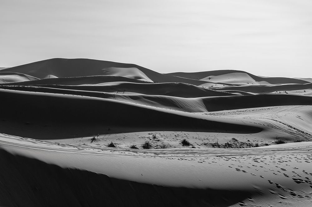 Black and White Desert Dunes and Shrubs, Sahara Desert, Morocco art print by Richard Silver for $57.95 CAD