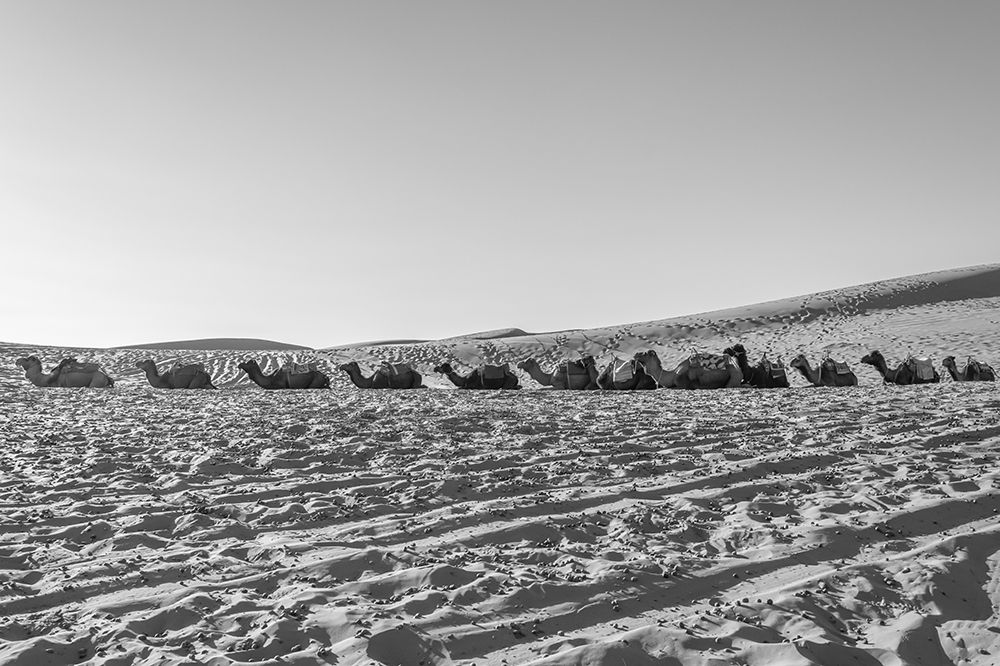 Black and White Camels Resting in Desert, Sahara Desert, Morocco art print by Richard Silver for $57.95 CAD