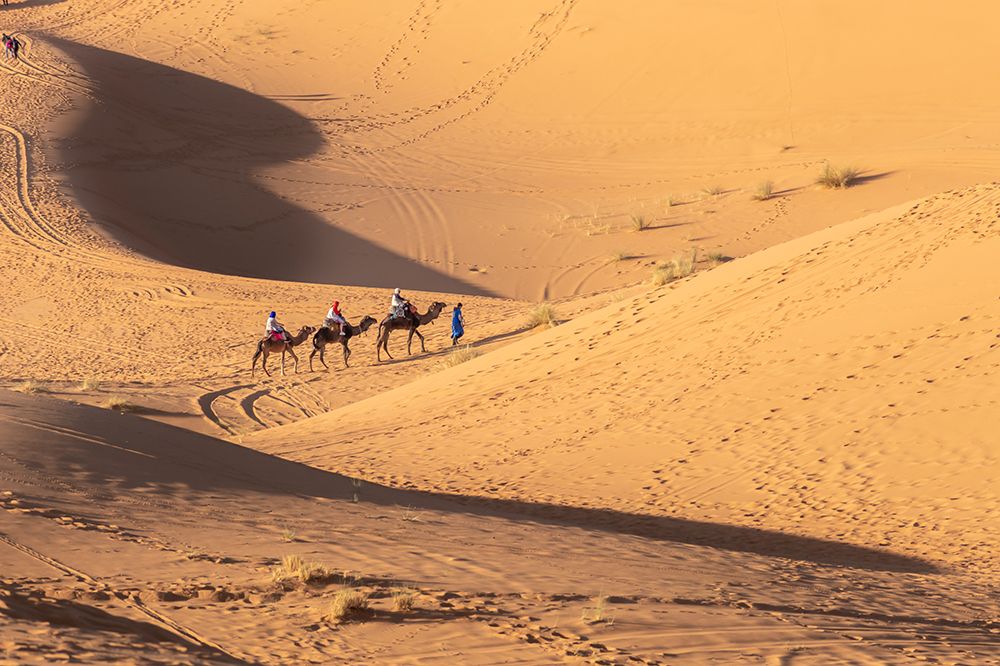 Camel Caravan Traversing Golden Dunes, Sahara Desert, Morocco art print by Richard Silver for $57.95 CAD