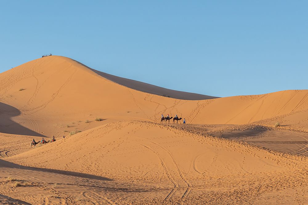 Camel Caravan on Sand Dune at Golden Hour, Sahara Desert, Morocco art print by Richard Silver for $57.95 CAD