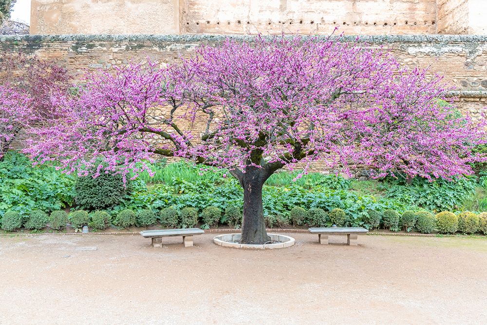 Blooming Purple Redbud Tree in Formal Garden Courtyard art print by Richard Silver for $57.95 CAD