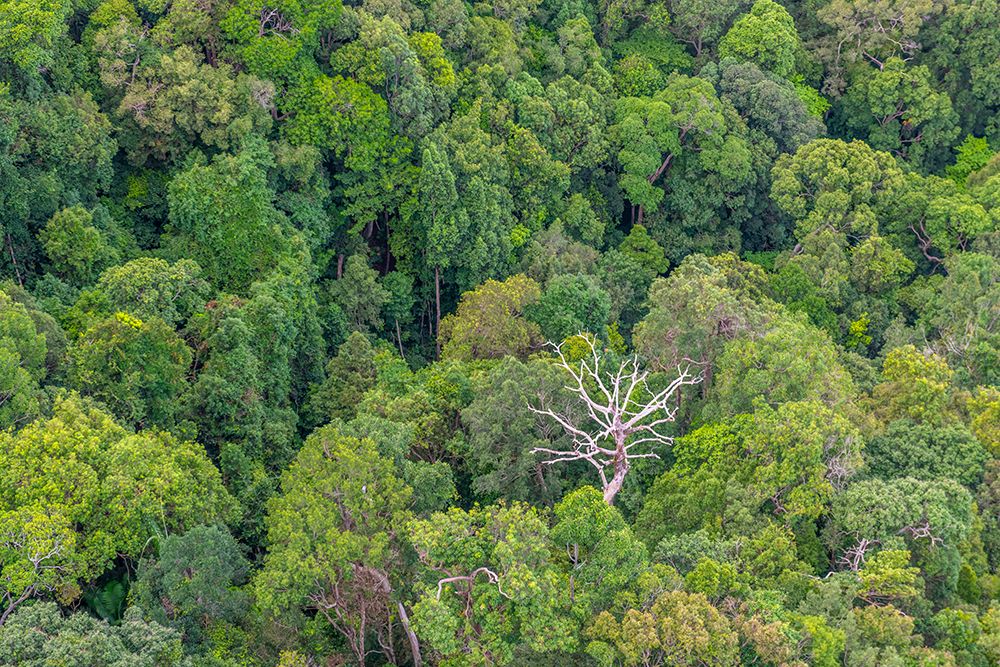 Aerial View of Tropical Rainforest Canopy with Dead Tree art print by Richard Silver for $57.95 CAD