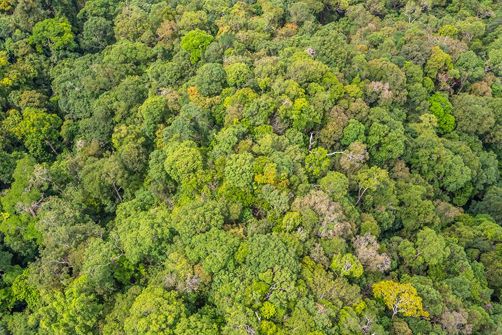 Aerial View of Dense Tropical Rainforest Canopy art print by Richard Silver for $57.95 CAD