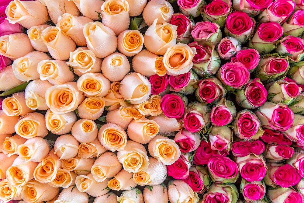 Peach and Magenta Rose Bouquets Close-Up art print by Richard Silver for $57.95 CAD