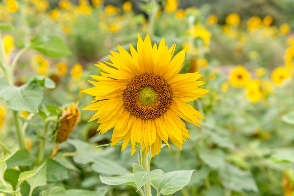 Sunflower in Full Bloom with Field Background art print by Richard Silver for $57.95 CAD