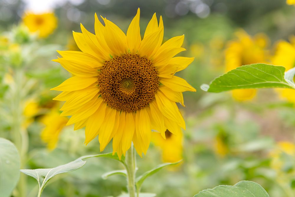 Bright Yellow Sunflower Close-Up in Field art print by Richard Silver for $57.95 CAD