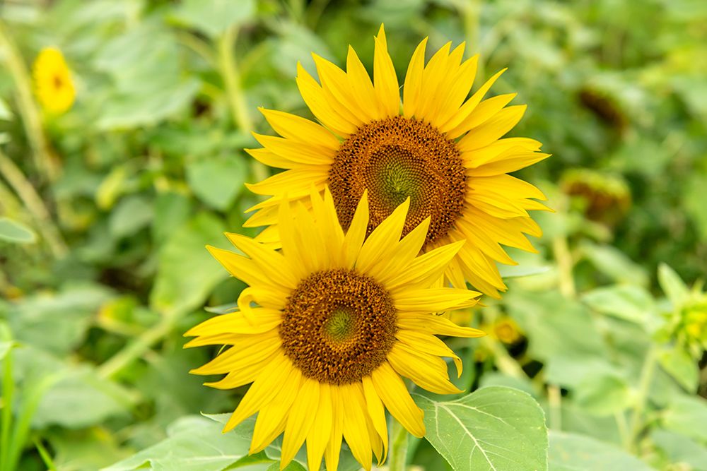 Two Sunflowers Blooming in Field art print by Richard Silver for $57.95 CAD