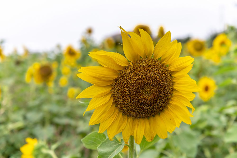 Sunflower in Field with Blurred Blossoms Behind art print by Richard Silver for $57.95 CAD