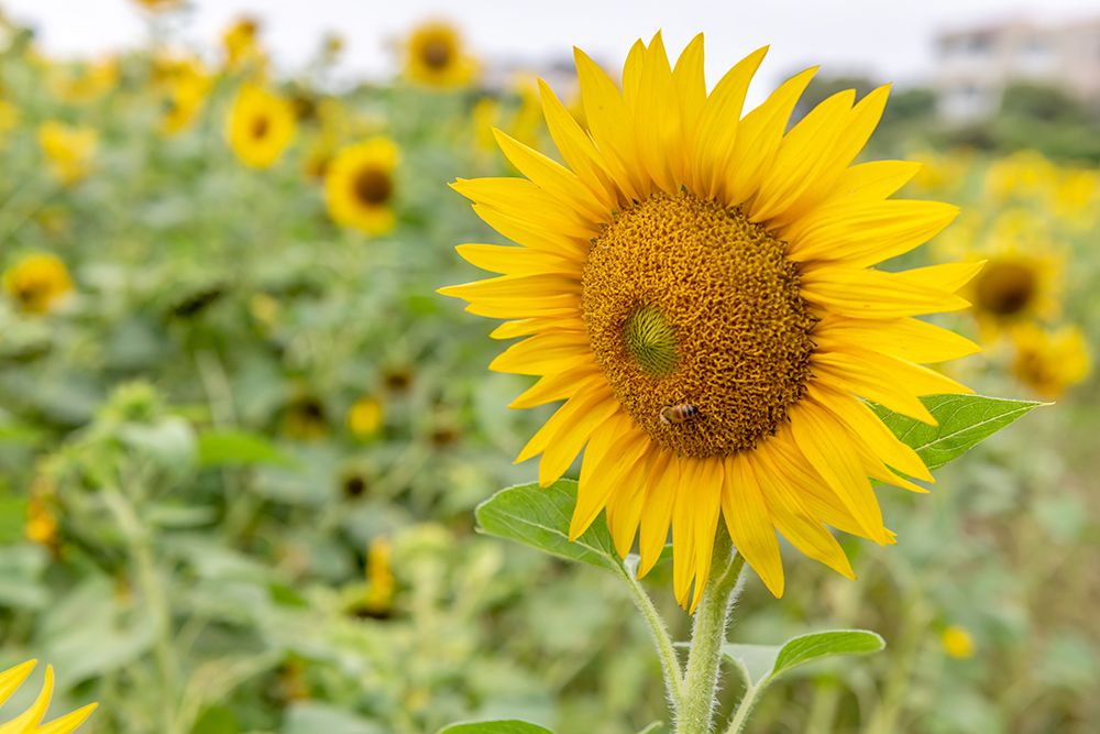 Sunflower with Bee in Field of Blooms art print by Richard Silver for $57.95 CAD