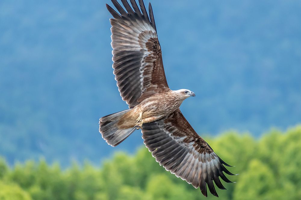 Brahminy Kite Soaring in Flight, Phuket, Thailand art print by Richard Silver for $57.95 CAD