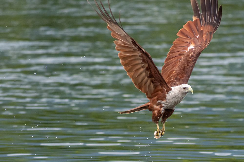 Brahminy Kite Diving for Fish Over Water, Phuket, Thailand art print by Richard Silver for $57.95 CAD