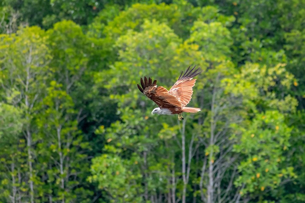 Brahminy Kite in Flight Over Forest, Phuket, Thailand art print by Richard Silver for $57.95 CAD