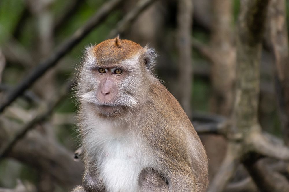 Long-Tailed Macaque Monkey in Forest, Phuket, Thailand art print by Richard Silver for $57.95 CAD