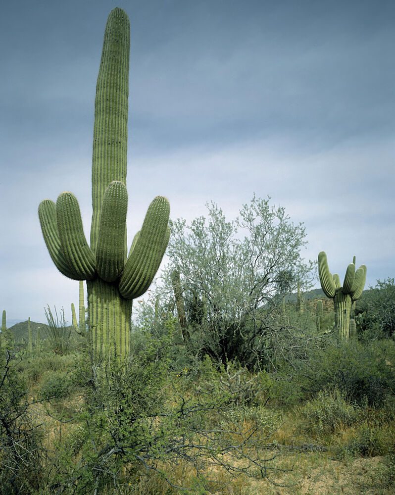 Saguaro Sentinel, Arizona art print by Carol Highsmith for $57.95 CAD
