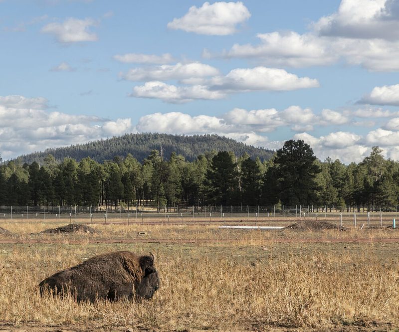 A Contented Buffalo or American Bison at Bearizona, Williams, Arizona art print by Carol Highsmith for $57.95 CAD