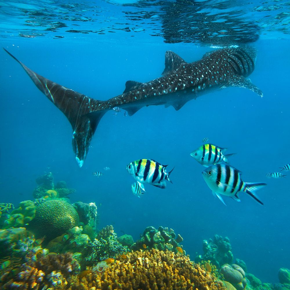 Scissor-tailed sergeant major fish and whale shark-Cebu Island-Philippines art print by Tim Fitzharris for $57.95 CAD