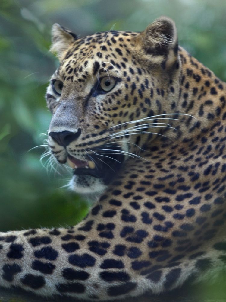 Leopard art print by Tim Fitzharris for $57.95 CAD
