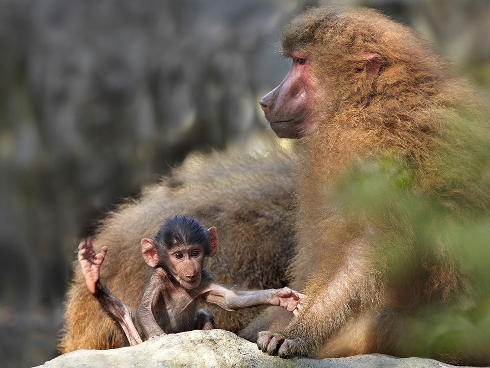 Hamadryas baboon with baby art print by Tim Fitzharris for $57.95 CAD