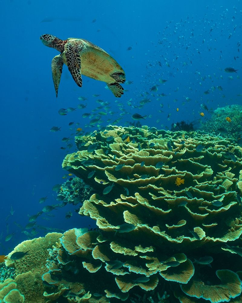Green sea turtle-butterfly fish and shelf coral-Ningaloo Reef-Australia art print by Tim Fitzharris for $57.95 CAD