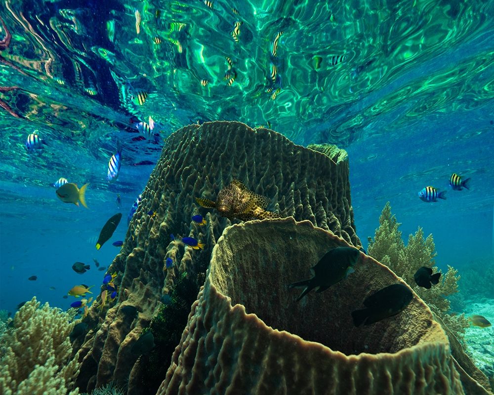 Rockfish and coral-Panglao Island-Philippines art print by Tim Fitzharris for $57.95 CAD
