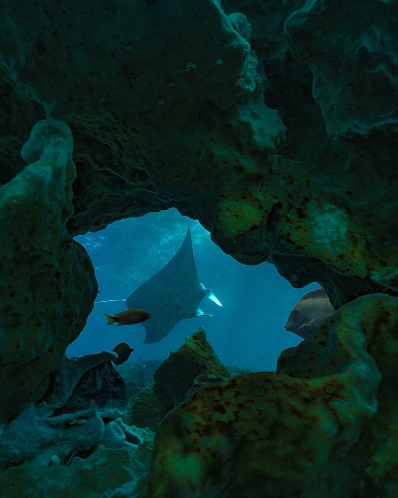 Reef manta ray-Penida Island-Indonesia art print by Tim Fitzharris for $57.95 CAD