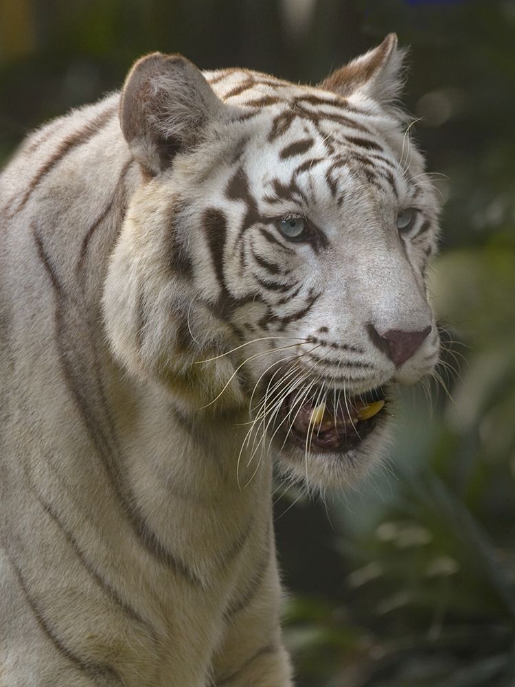 Bengal Tiger White Subspecies art print by Tim Fitzharris for $57.95 CAD