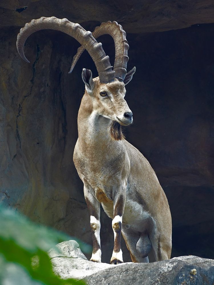 Nubian Ibex Male art print by Tim Fitzharris for $57.95 CAD