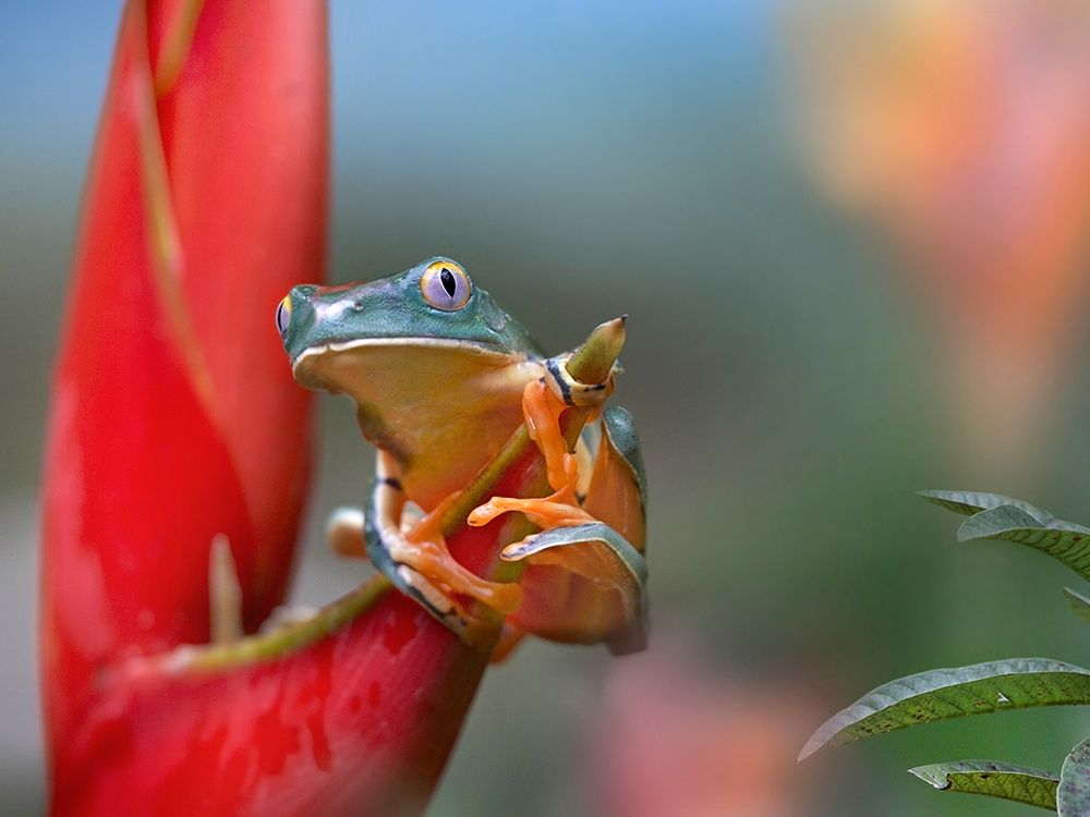 Barred leaf frog art print by Tim Fitzharris for $57.95 CAD