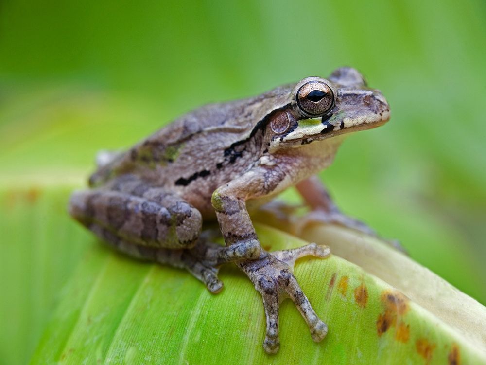 Baudins smilisca tree frog art print by Tim Fitzharris for $57.95 CAD