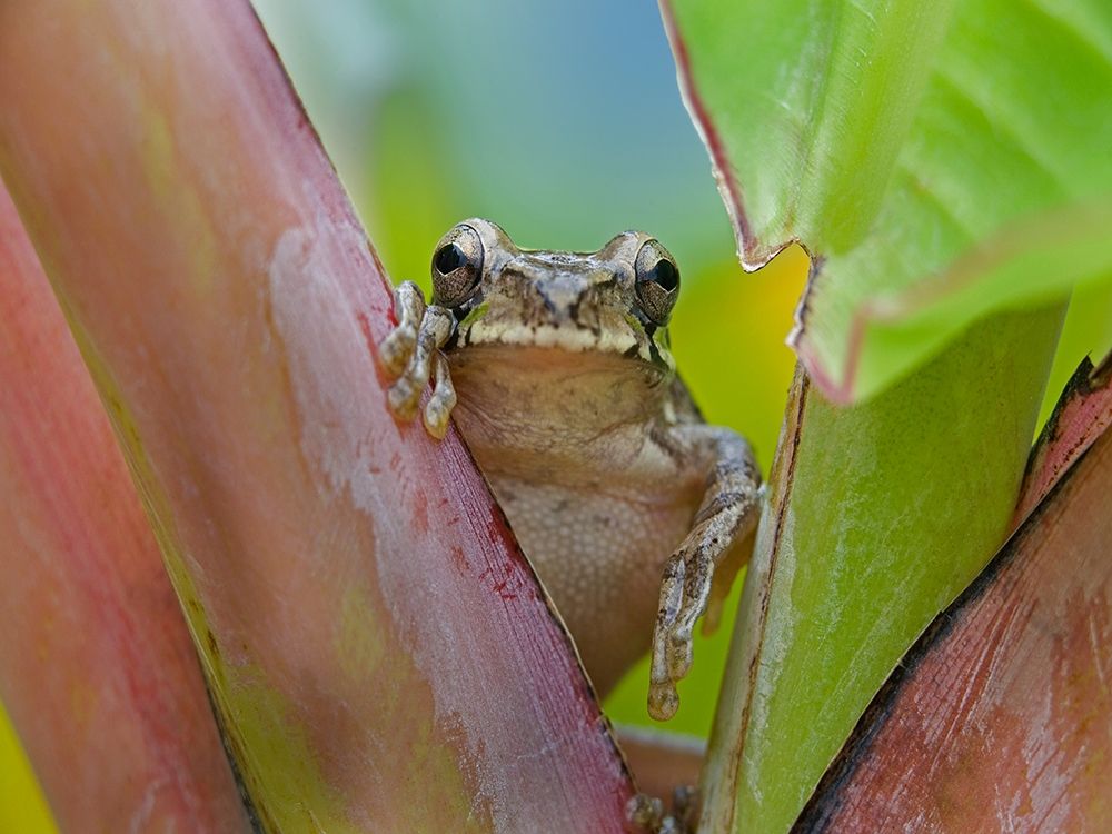 Baudins smilisca tree frog art print by Tim Fitzharris for $57.95 CAD