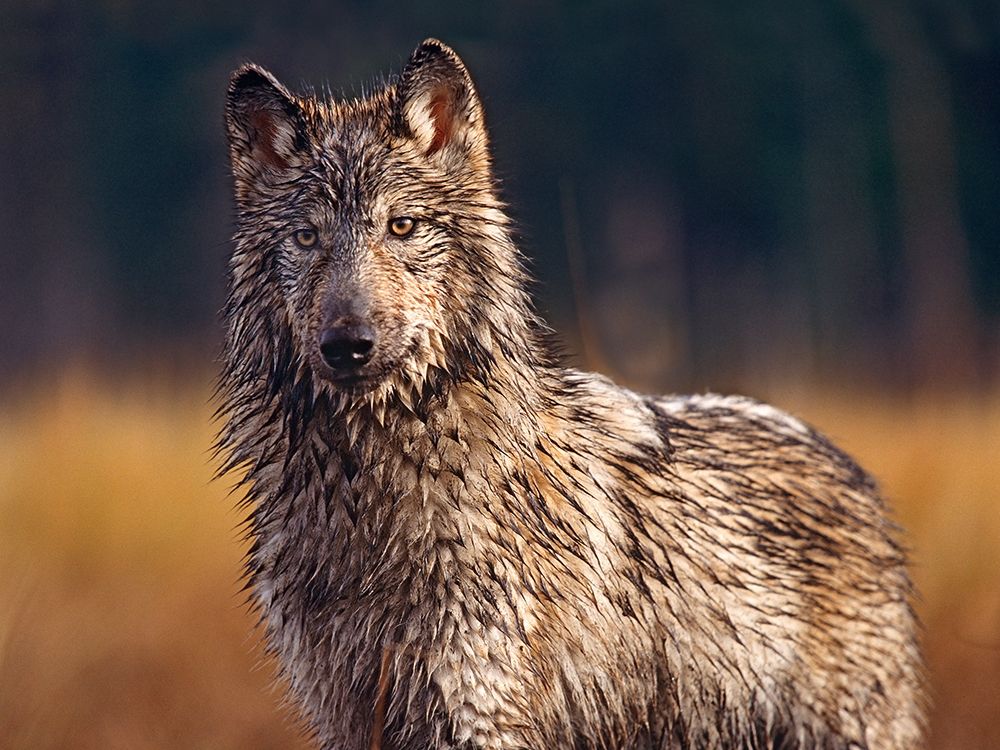 Gray wolf art print by Tim Fitzharris for $57.95 CAD