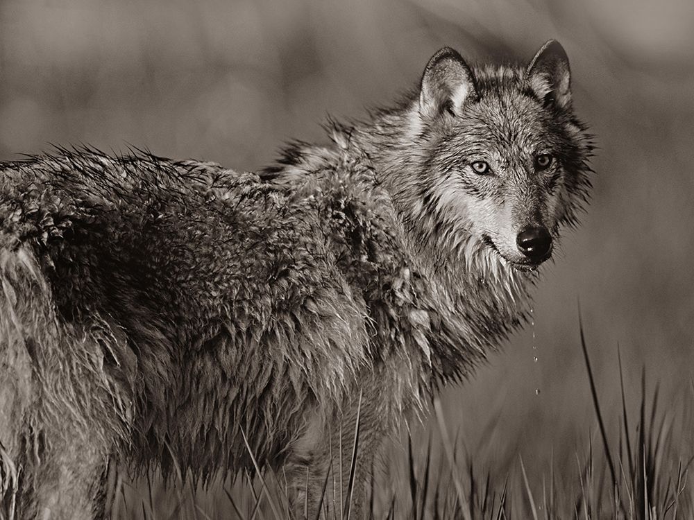 Gray wolf in marsh Sepia art print by Tim Fitzharris for $57.95 CAD