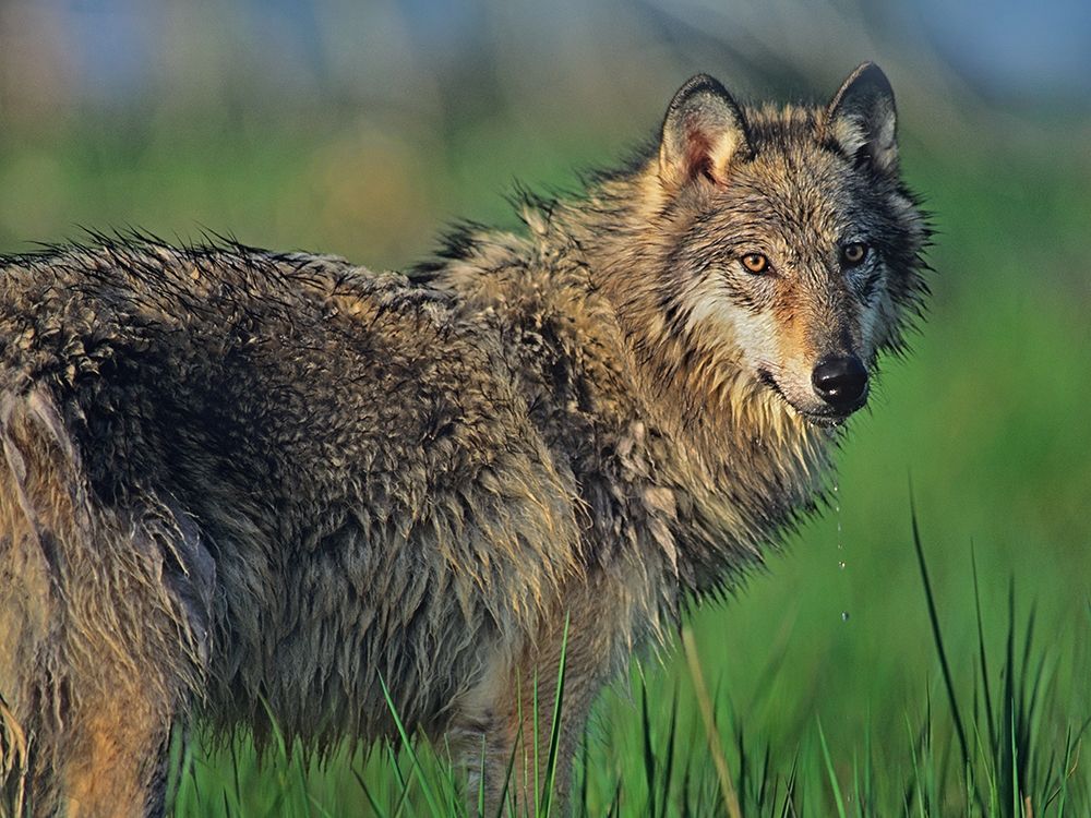 Gray wolf in marsh art print by Tim Fitzharris for $57.95 CAD