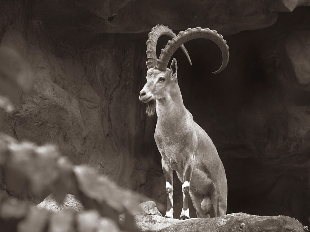 Nubian Ibex Sepia art print by Tim Fitzharris for $57.95 CAD