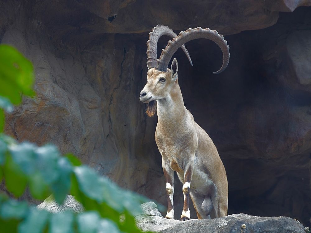 Nubian Ibex art print by Tim Fitzharris for $57.95 CAD